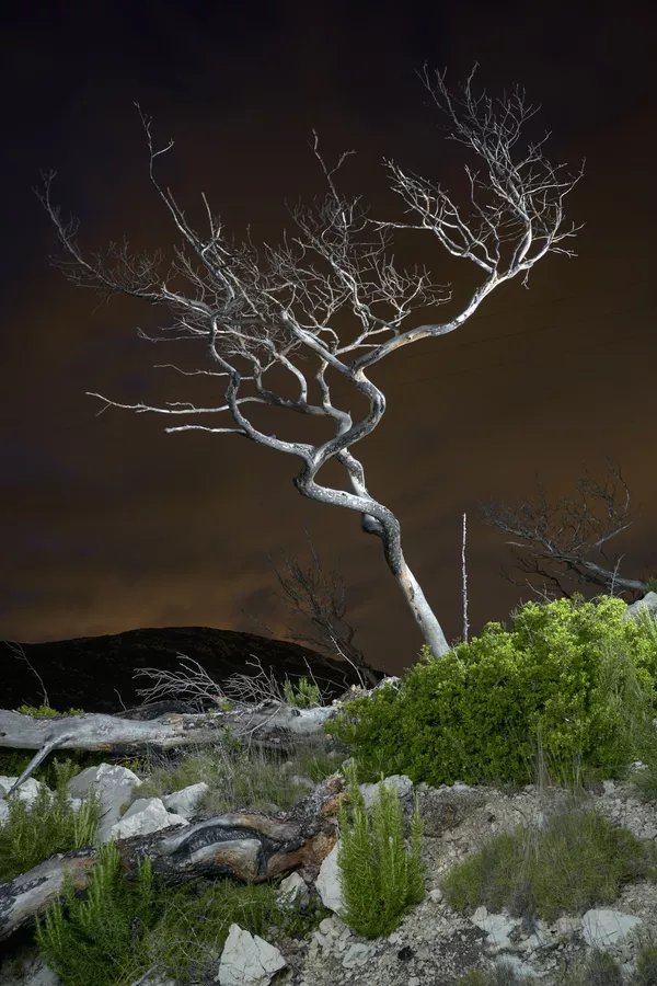 Снимок Dead Tree французского фотографа Charles Xelot, победивший в категории Changing Forests конкурса 2020 Earth Photo Снимок Dead Tree французского фотографа Charles Xelot, победивший в категории Changing Forests конкурса 2020 Earth Photo - 俄罗斯卫星通讯社