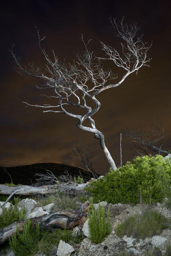 Снимок Dead Tree французского фотографа Charles Xelot, победивший в категории Changing Forests конкурса 2020 Earth Photo - 俄羅斯衛星通訊社