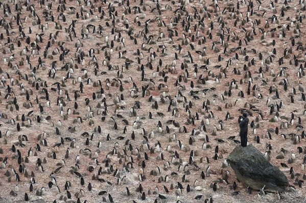 Снимок Penguin Scientists in Antarctica шведского фотографа Christian Åslund, вошедший в шортлист категории A Climate of Change конкурса Earth Photo 2020 Снимок Penguin Scientists in Antarctica шведского фотографа Christian Åslund, вошедший в шортлист категории A Climate of Change конкурса Earth Photo 2020 - 俄罗斯卫星通讯社