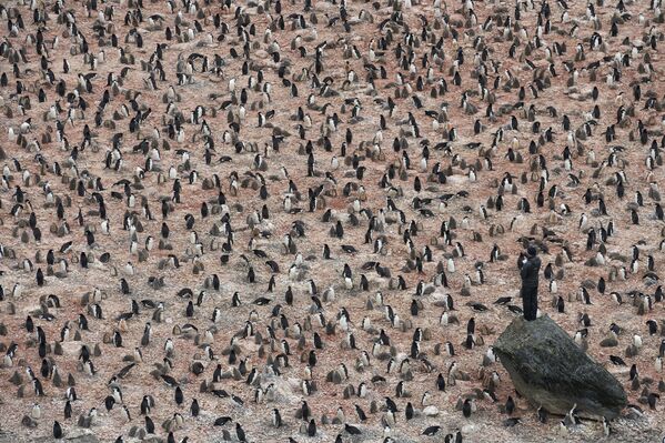 Снимок Penguin Scientists in Antarctica шведского фотографа Christian Åslund, вошедший в шортлист категории A Climate of Change конкурса Earth Photo 2020 - 俄罗斯卫星通讯社