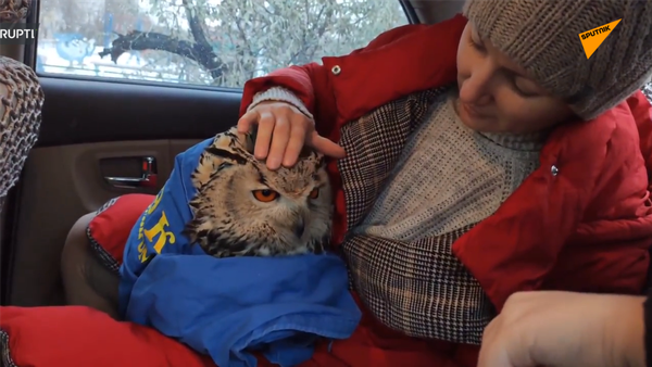 男子在高速路上救下凍壞的貓頭鷹 - 俄羅斯衛星通訊社