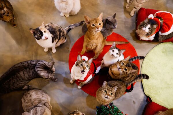 Коты в котокафе Catgarden в Сеуле  - 俄罗斯卫星通讯社