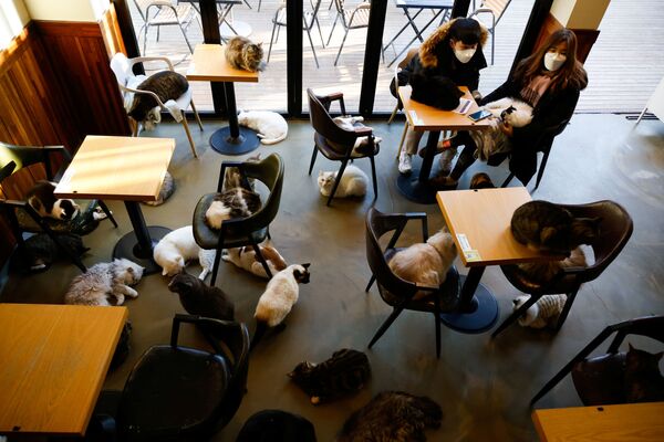Посетители котокафе Catgarden в Сеуле  - 俄罗斯卫星通讯社