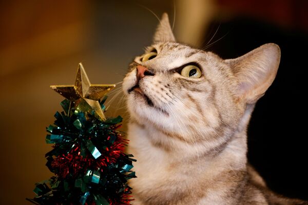Кот у рождественской елки в котокафе Catgarden в Сеуле  - 俄罗斯卫星通讯社