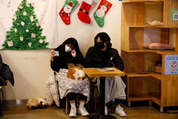 Посетители котокафе Catgarden в Сеуле  - 俄罗斯卫星通讯社