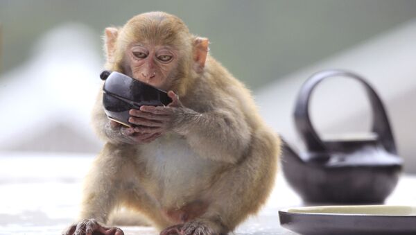 獼猴在一家旅館喝茶，越南峴港 - 俄羅斯衛星通訊社