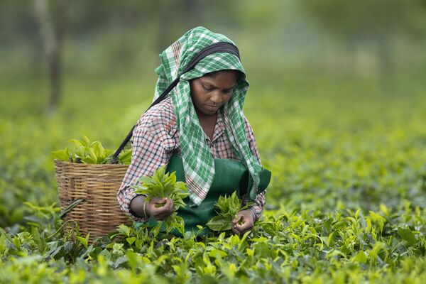 採摘茶葉的女工，印度阿薩姆邦 - 俄羅斯衛星通訊社