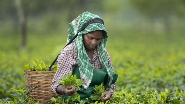 Сбор чая в индийском штате Ассам - 俄羅斯衛星通訊社