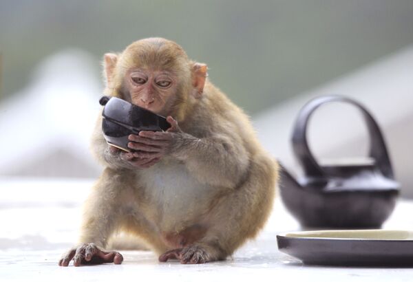 猕猴在一家旅馆喝茶，越南岘港 - 俄罗斯卫星通讯社