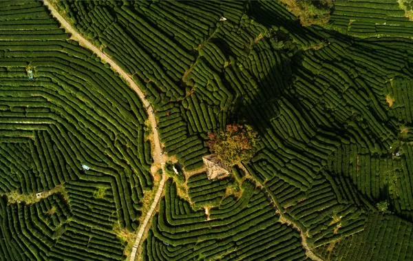 茶園，中國杭州 - 俄羅斯衛星通訊社