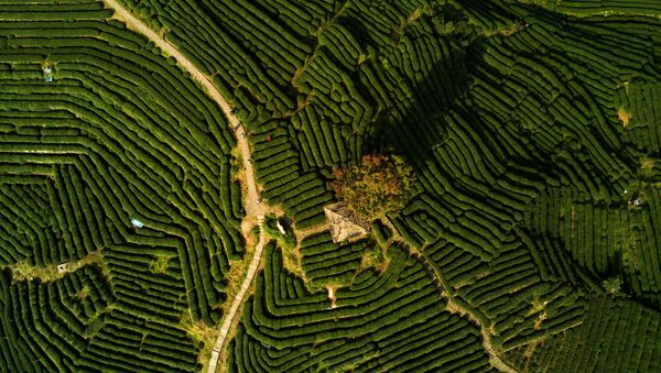Вид сверху на чайную плантацию в Ханчжоу, Китай - 永利官网卫星通讯社