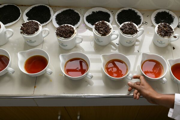 品茶師在茶廠準備各種茶葉樣品，肯尼亞 - 俄羅斯衛星通訊社