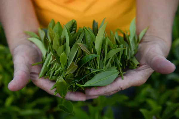 分揀茶葉，俄羅斯索契 - 俄羅斯衛星通訊社