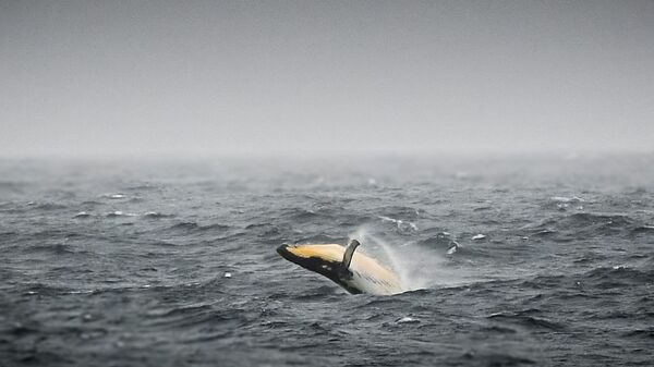 新西蘭有5人因鯨魚死亡 - 俄羅斯衛星通訊社