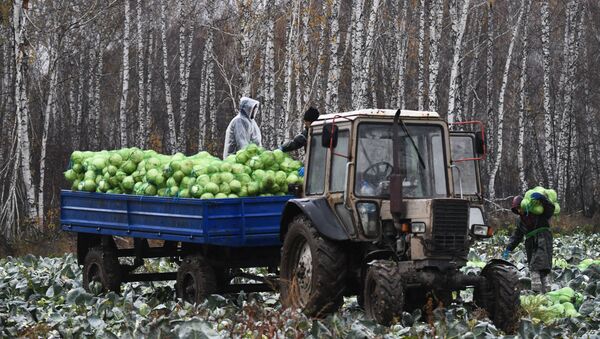 Уборка урожая белокочанной капусты на полях СХП Мичуринец в Новосибирской области - 俄罗斯卫星通讯社