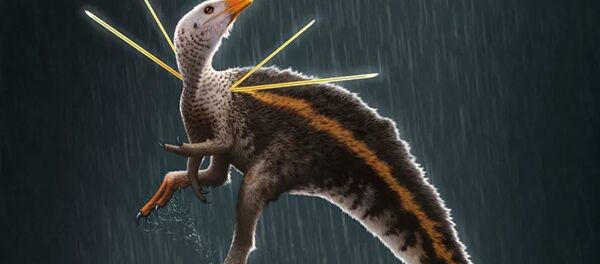 Ubirajara jubatus в представлении художника - 俄羅斯衛星通訊社