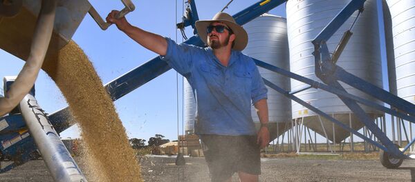 Транспортировка ячменя в зерновой бункер после уборки урожая недалеко от Мельбурна. Австралия Транспортировка ячменя в зерновой бункер после уборки урожая недалеко от Мельбурна. Австралия - 俄羅斯衛星通訊社