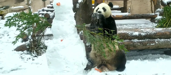 莫斯科动物园大熊猫手拆雪人 莫斯科动物园大熊猫手拆雪人 - 俄罗斯卫星通讯社