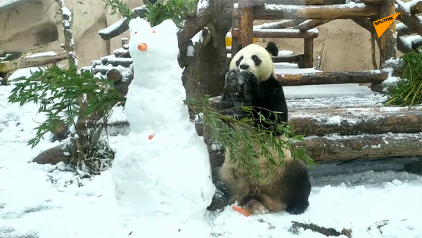 莫斯科動物園大熊貓手拆雪人 - 俄羅斯衛星通訊社