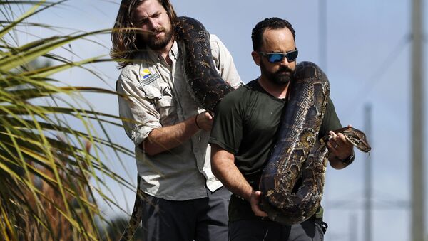 佛羅里達州考慮以蟒蛇為食 - 俄羅斯衛星通訊社