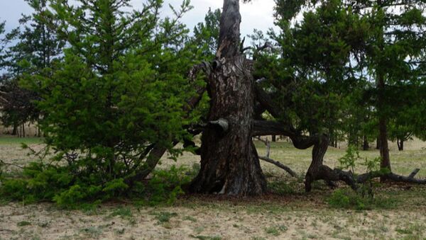 俄罗斯最古老的树——奥利洪岛777年古树 - 俄罗斯卫星通讯社