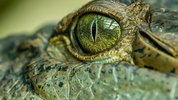 Крокодил король болот - 俄罗斯卫星通讯社