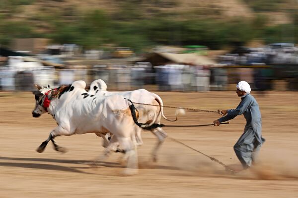 Традиционная гонка быков в деревне Билавал в Чакри, Пакистан - 俄羅斯衛星通訊社