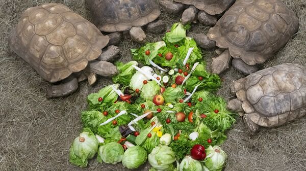 乌龟 - 俄罗斯卫星通讯社