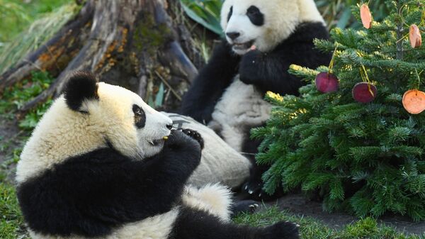 Медведи-панды, близнецы Пит и Поль, получают свою любимую еду в подарок к Рождеству в зоопарке в Берлине, Германия - 俄罗斯卫星通讯社