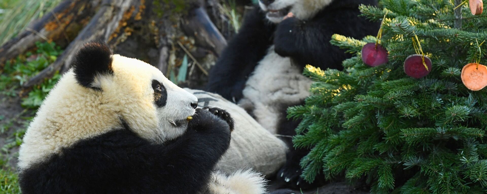 Медведи-панды, близнецы Пит и Поль, получают свою любимую еду в подарок к Рождеству в зоопарке в Берлине, Германия - 俄罗斯卫星通讯社, 1920, 03.11.2023