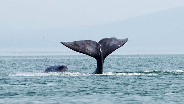 Гренландский кит в Охотском море  - 俄罗斯卫星通讯社