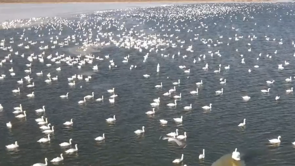 超过10万天鹅在里海沿岸过冬 - 俄罗斯卫星通讯社