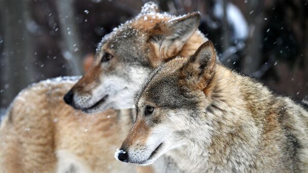 俄羅斯狼群 - 俄羅斯衛星通訊社