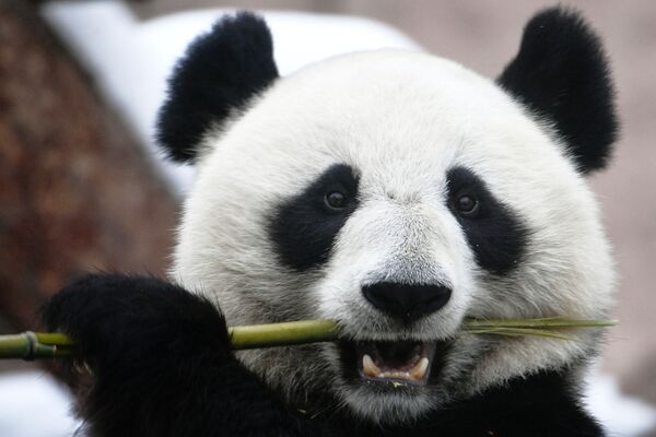 Панда (бамбуковый медведь) в Московском зоопарке - 俄罗斯卫星通讯社