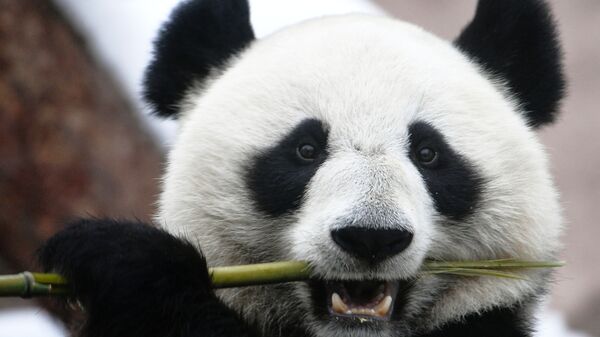 莫斯科动物园首次举办熊猫制作的新年礼物抽奖 - 俄罗斯卫星通讯社