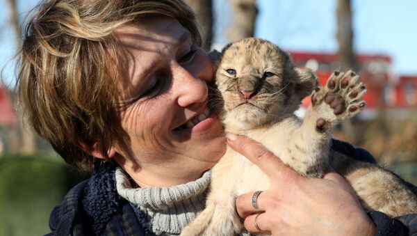 泰甘动物园的工作人员与小狮子。 - 俄罗斯卫星通讯社