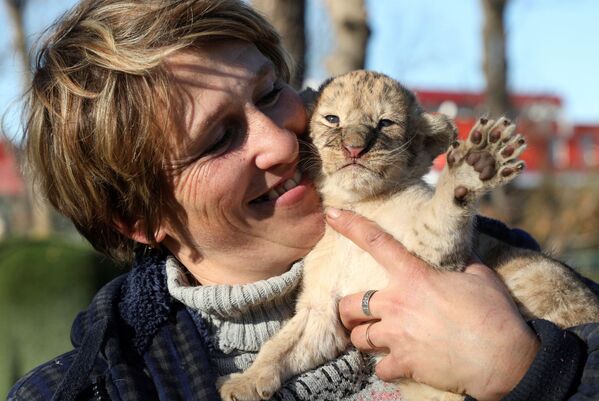 泰甘动物园的工作人员与小狮子。 - 俄罗斯卫星通讯社