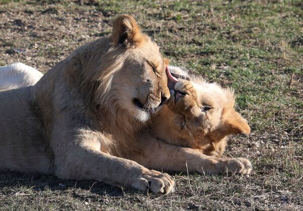 克里米亚泰甘动物园里的狮子。 - 俄罗斯卫星通讯社