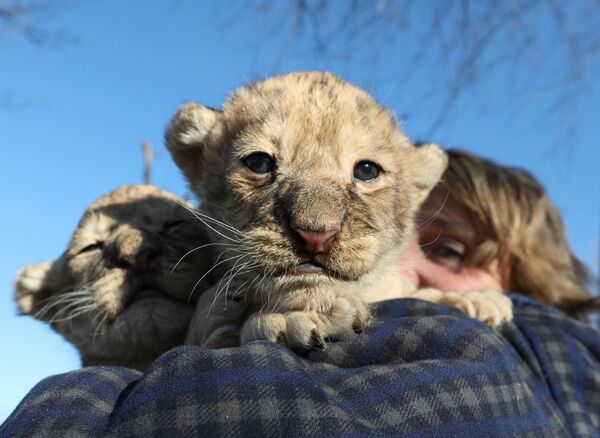 克里米亞泰甘動物園裡的幼獅。 - 俄羅斯衛星通訊社