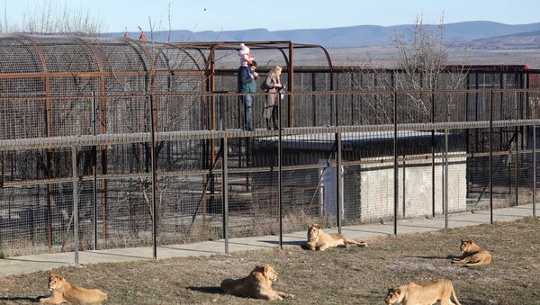 Посетители смотрят на львов в парке Тайган в Крыму - 俄羅斯衛星通訊社