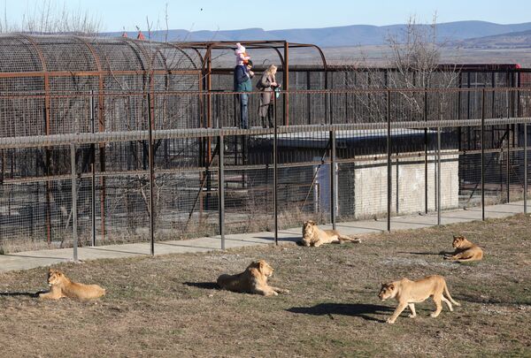 克里米亞泰甘動物園裡的遊客在看獅子。 - 俄羅斯衛星通訊社
