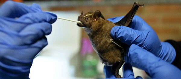 Ученый берет мазок из ротовой полости летучей мыши - 俄罗斯卫星通讯社
