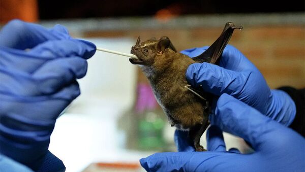 Ученый берет мазок из ротовой полости летучей мыши - 俄羅斯衛星通訊社