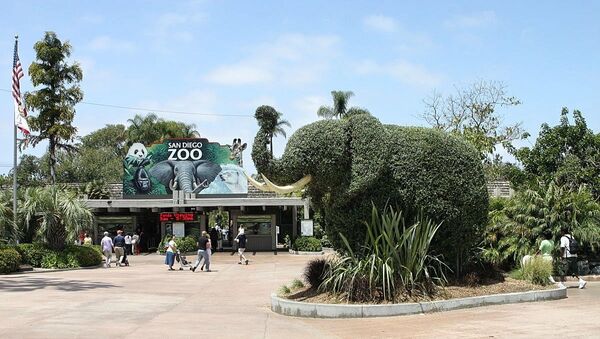 Зоопарк в Сан-Диего  - 俄罗斯卫星通讯社