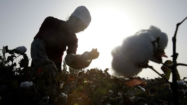 Рабочий собирает хлопок-сырец на хлопковом участке в городе Корла в Синьцзян-Уйгурском автономном районе на северо-западе Китая - 俄罗斯卫星通讯社