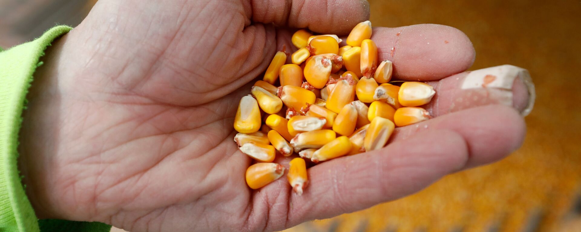 俄阿穆爾州到2023年底將建成可加工5萬噸玉米的糧倉 - 俄羅斯衛星通訊社, 1920, 19.08.2022