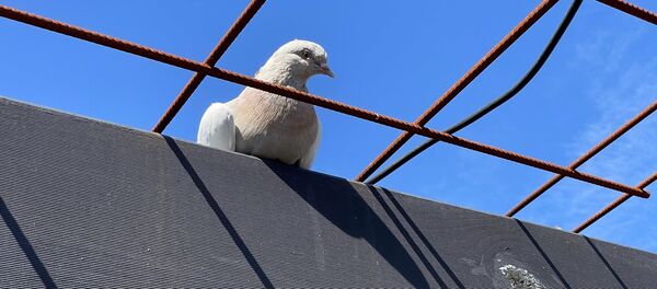  Голубь Джо - 俄罗斯卫星通讯社