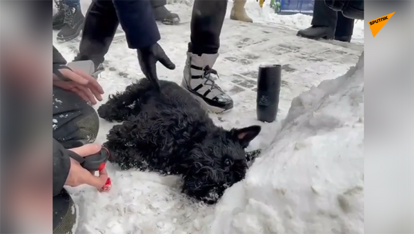 莫斯科救援人员火灾后救活两只狗狗 - 俄罗斯卫星通讯社