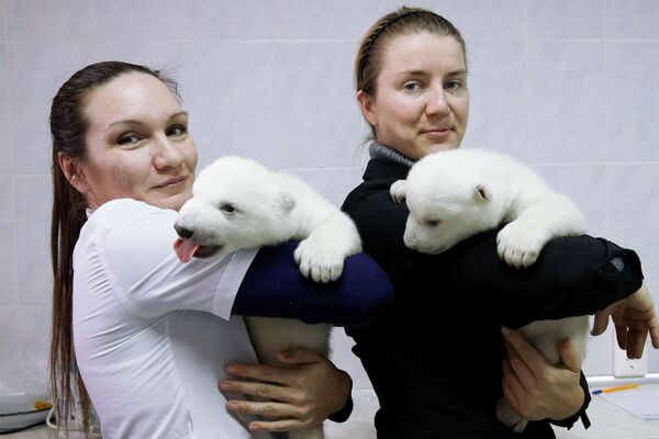 Детеныши белого медведя в сафари-парке Геленджика - 俄罗斯卫星通讯社