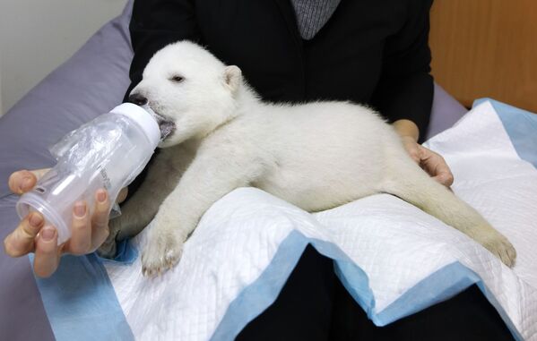 Детеныши белого медведя в сафари-парке Геленджика - 俄羅斯衛星通訊社